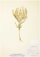 藏品(密花獨行菜)的圖片